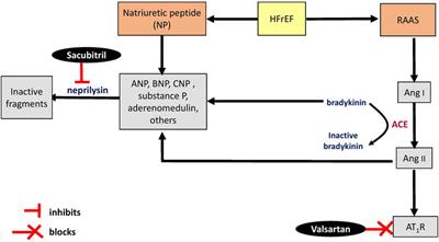 Molecular mechanisms of sacubitril/valsartan in cardiac remodeling